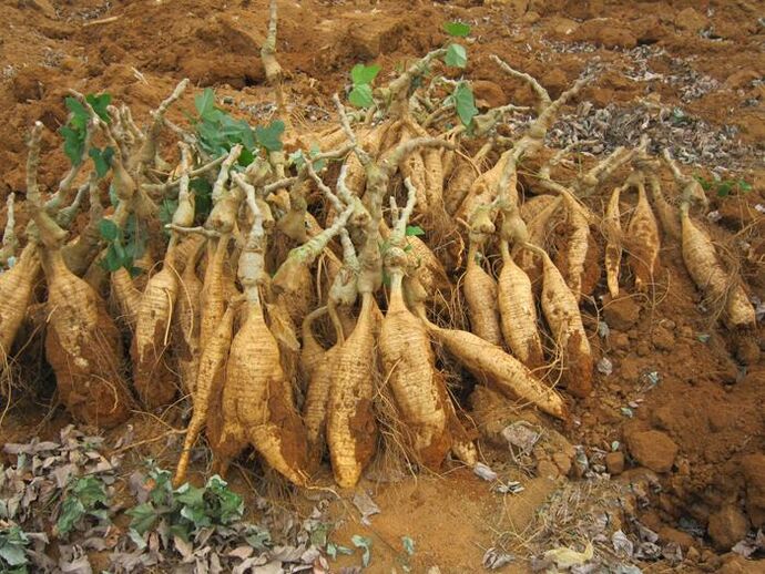 kudzu root